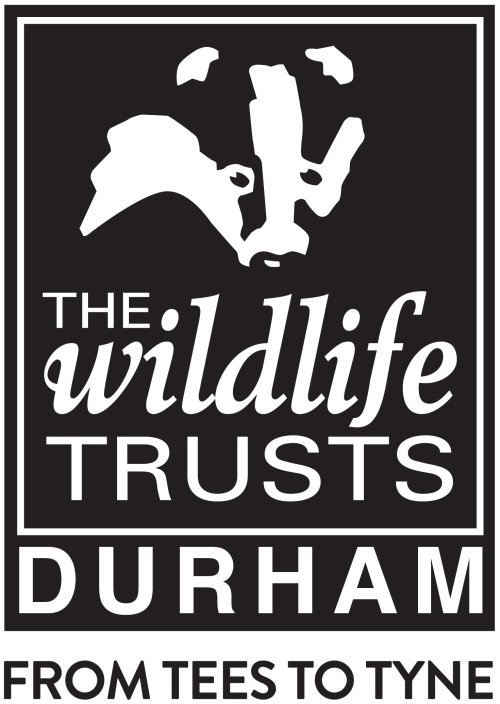 Black and white image of badger's head with The Wildlife Trusts, Durham written underneath