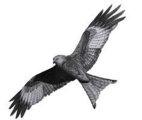 GATESHEAD WILDLIFE GROUP
