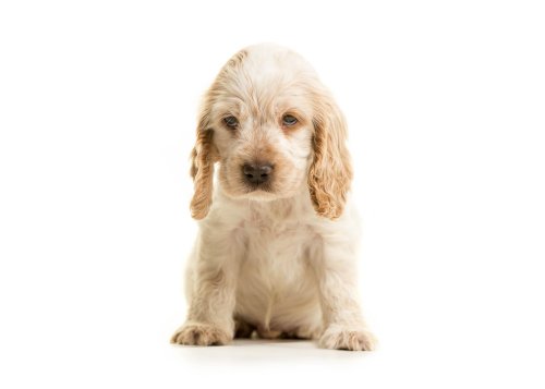 Cute puppy