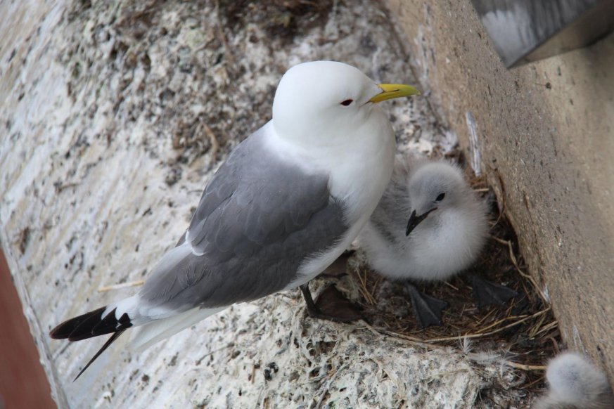 Birdwatch Bike Tour: Baltic to Gibside