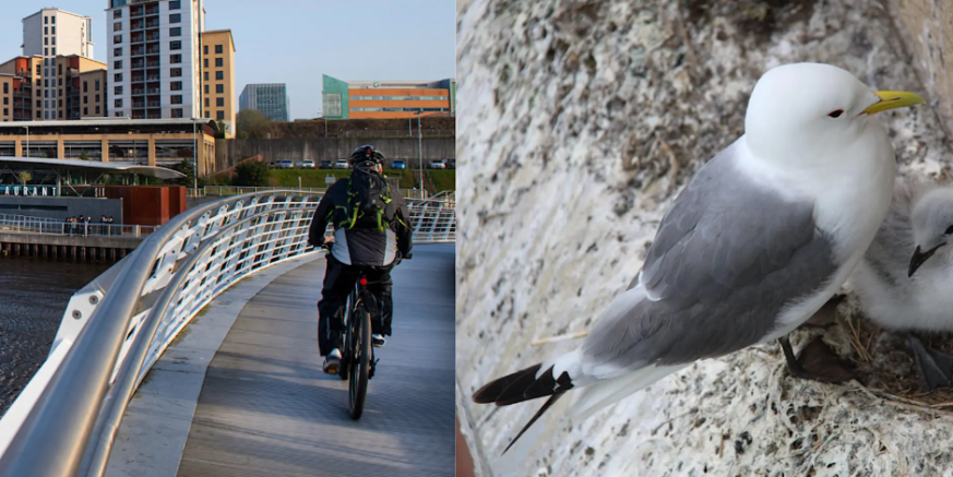 Birdwatch Bike Tour: Baltic to Gibside