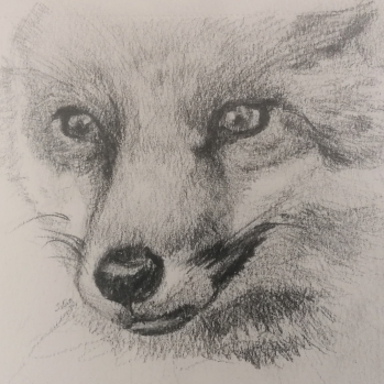 Drawing of a Fox Face by Steve Lyon Bowes