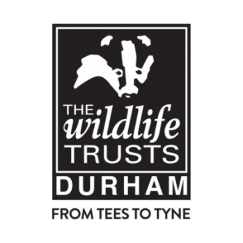 Black and white image of badger's head with The Wildlife Trusts, Durham written underneath