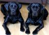 Image shows two black labradors sitting in a mirror image of one another